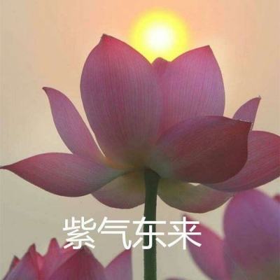 赤潮自走棋手游下载